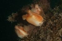 Underwater macro photograph of three sea peach sea squirts
