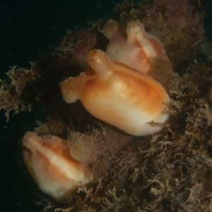 Underwater macro photograph of three sea peach sea squirts