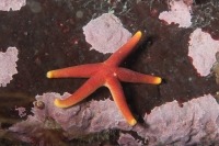 Underwater macro photograph of blood star on pink and brown rock
