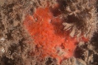 Macro photo sous-marine d’une éponge rouge en croûte, hymedesmia du Canada