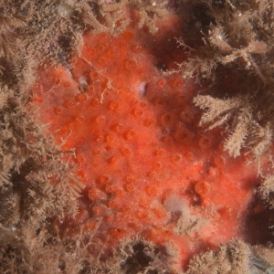 Underwater macro photograph of red encrusting Canadian hymedesmia sponge