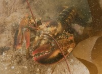 Underwater photograph of American lobster on sandy seabed
