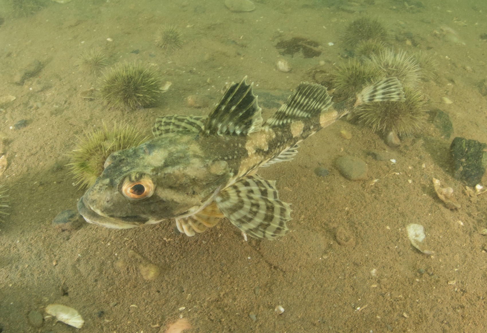 Longhorn Sculpin – Dive Deeper