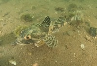 Underwater photograph of longhorn sculpin swimming over sandy seabed