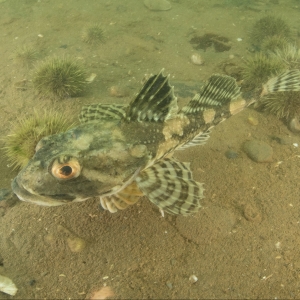 Underwater photograph of longhorn sculpin swimming over sandy seabed