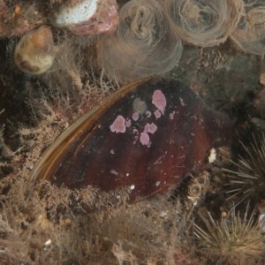 Underwater macro photograph of partially buried horse mussel