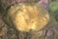 Photo sous-marine d’une éponge rainurée