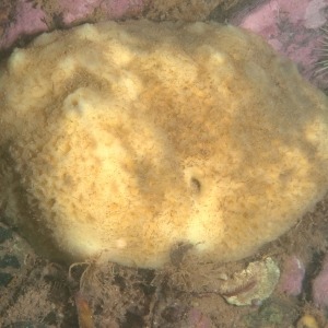Underwater photograph of sheep's tongue sponge