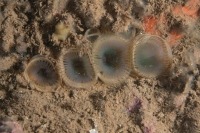 Underwater photograph of four slime worms attached to silty bedrock