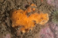 Photo sous-marine d’une éponge orange Myxilla fimbriata