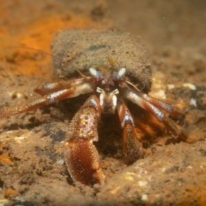 Underwater photograph of Acadian hermit crab