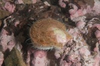 Underwater photograph of Atlantic deep-sea scallop