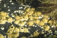 Photograph of group of northern rock barnacles attached to grey bedrock