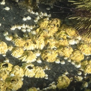 Photograph of group of northern rock barnacles attached to grey bedrock