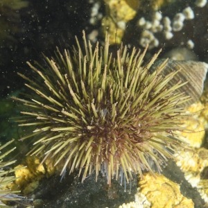 Underwater photograph of green sea urchin