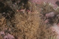 Photo sous-marine d’une éponge Tedania suctoria