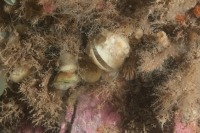 Underwater photograph of lamp shells