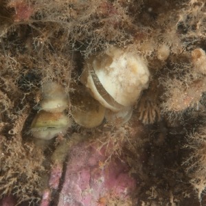 Underwater photograph of lamp shells