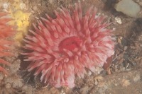 Underwater photograph of large red Urticina anemone