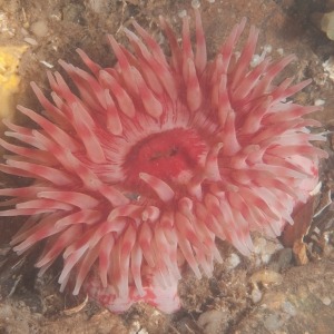 Underwater photograph of large red Urticina anemone