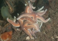 Underwater photograph of northern sea star on bedrock.