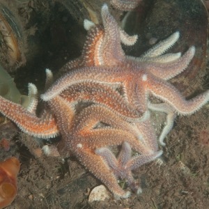 Underwater photograph of northern sea star on bedrock.