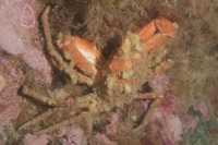 Underwater photograph of Arctic lyre crab seen from above