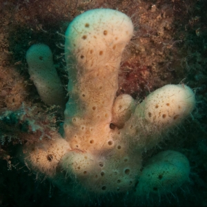 Underwater photograph of Deichmann's sponge