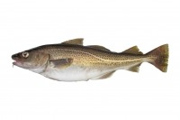 Edited photograph of Atlantic cod on a white background