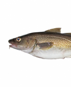 Edited photograph of Atlantic cod on a white background