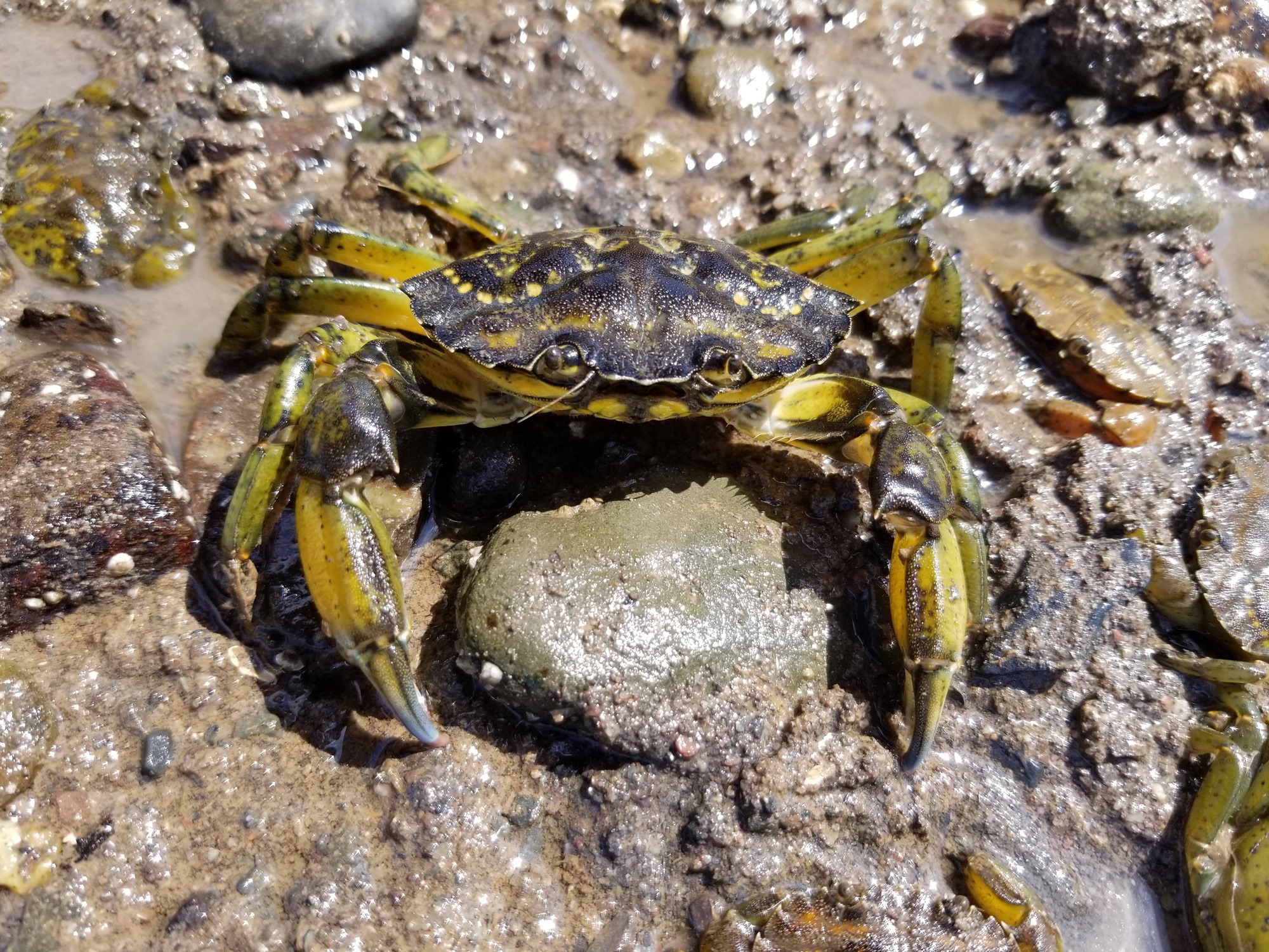 European Green Crab – Dive Deeper