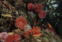 Photo sous-marine d’un fond marin rocheux avec de grandes anémones dahlia et un homard.