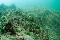 Underwater photograph of rocky seabed with many green sea urchins