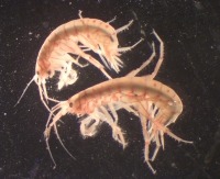 Side view of two Bigelow’s amphipod seen down a microscope