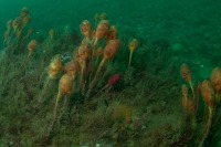 Photo sous-marine d’amas de patates de mer sur un fond marin rocheux.
