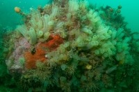 Underwater photograph of rocky seabed with dense clusters of sea vase sea squirts and a bright red encrusting sponge