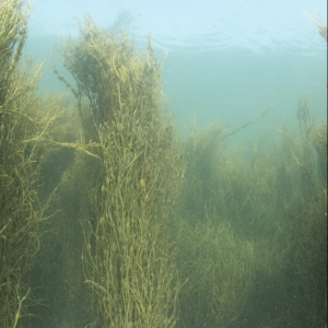 Underwater photograph of rockweed