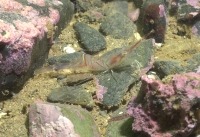Photo sous-marine d’une crevette soyeuse