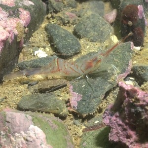 Underwater photograph of bristled longbeak shrimp