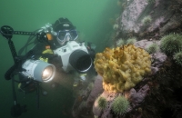 Photo sous-marine d’une plongeuse qui prend en photo une éponge jaune