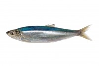 Edited photograph of herring against white background