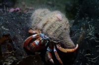 Photograph of Acadian hermit crab with hydroid and sea slug on its shell