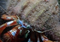 Photo sous-marine d’hydroïdes fourrure d’escargot