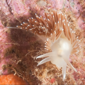 Underwater macro photograph of red-gilled sea slug viewed head on