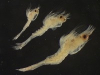 Vue latérale de trois crevettes grises sous le microscope