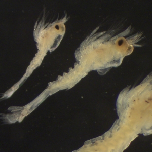 Side view of three sand shrimp viewed down a microscope