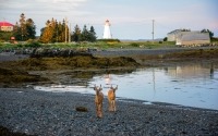 Photo de deux jeunes cerfs sur le rivage de cailloux devant le phare de la pointe Green’s Point.
