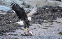 A bald eagle feeding on the carcass of a seabird on the shore