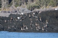 Photograph of a group of double-crested cormorants and gulls on a rockweed covered rock