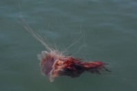Photograph of an orange lion’s mane sea jelly seen floating at the sea surface with its tentacles fanned out.